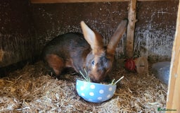 Belgian Hares rabbits for sale: 'Hector' beautiful red Belgian Hare buck - Image 2