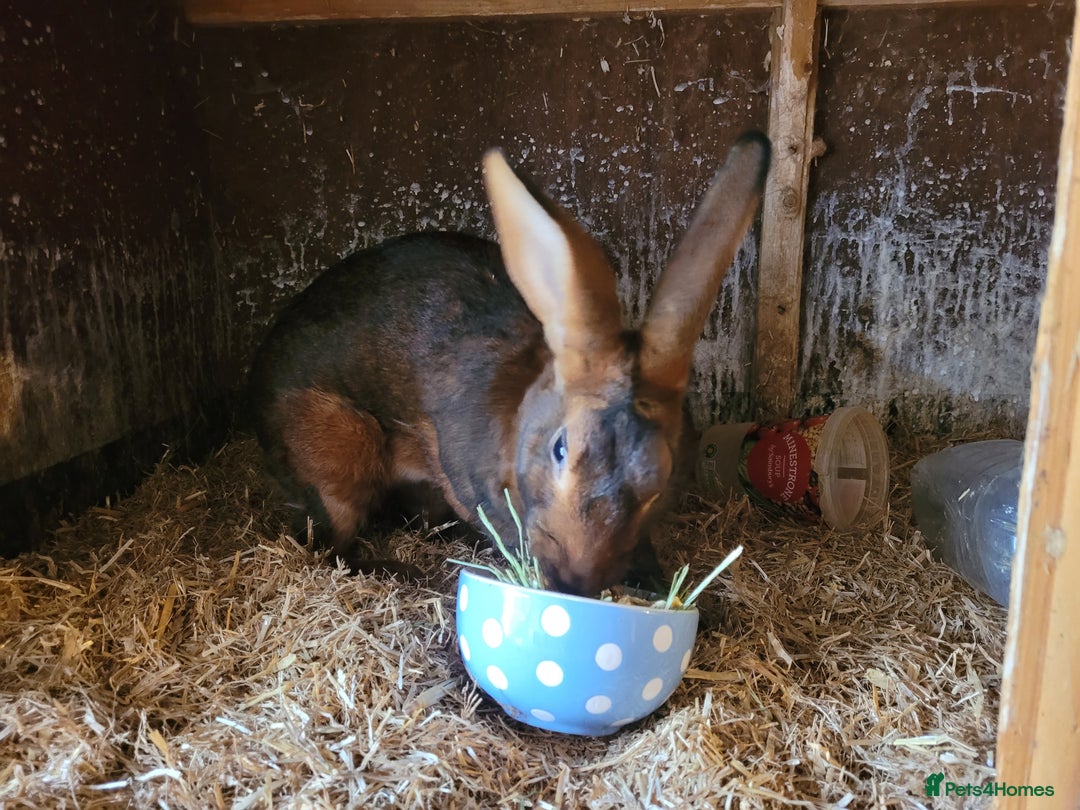 Belgian Hares rabbits for sale: 'Hector' beautiful red Belgian Hare buck - Image 2