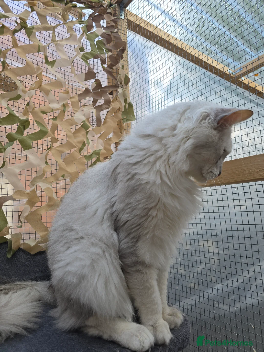 Maine Coon cats for stud: Black Shaded Maine Coon Large Imported in Hull - Advert 18