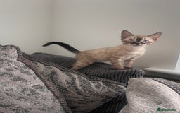 Bengal cats for sale: Stunning full pedigree bengal kittens *READY*  - Image 21