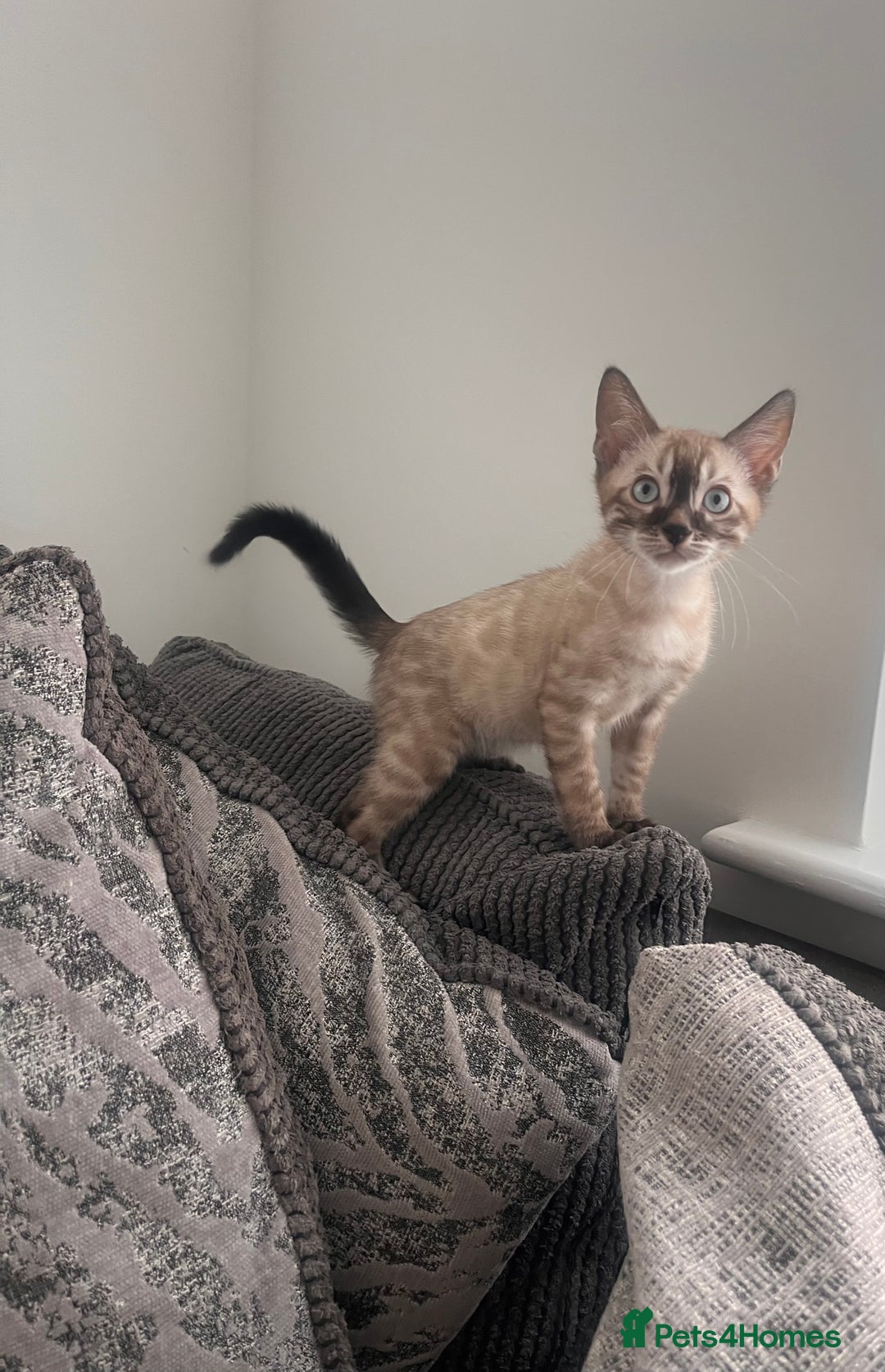 Bengal cats for sale: Stunning full pedigree bengal kittens *READY*  - Image 21