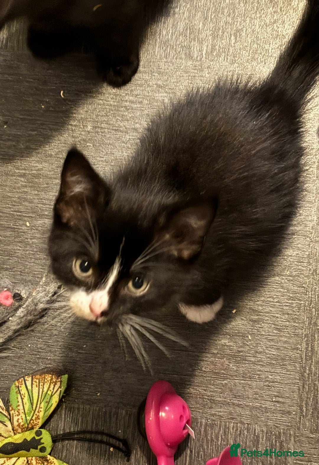 Mixed Breed cats for sale: 15 kittens for sale (4 LEFT REDUCED)  in Hassocks - Image 24