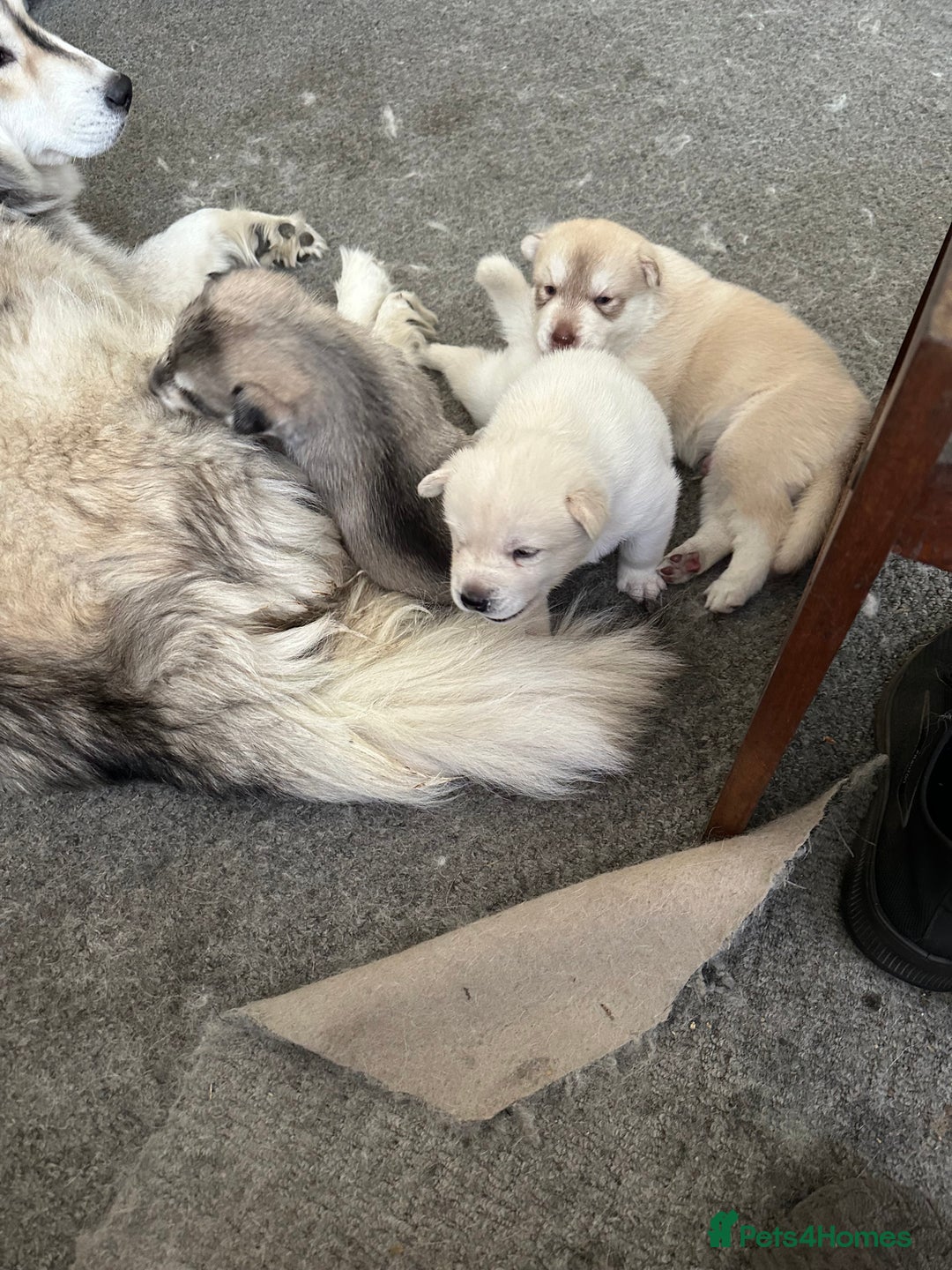 Siberian Husky dogs for sale: Pure breed Husky Puppies born 04/07/2025 - Image 9