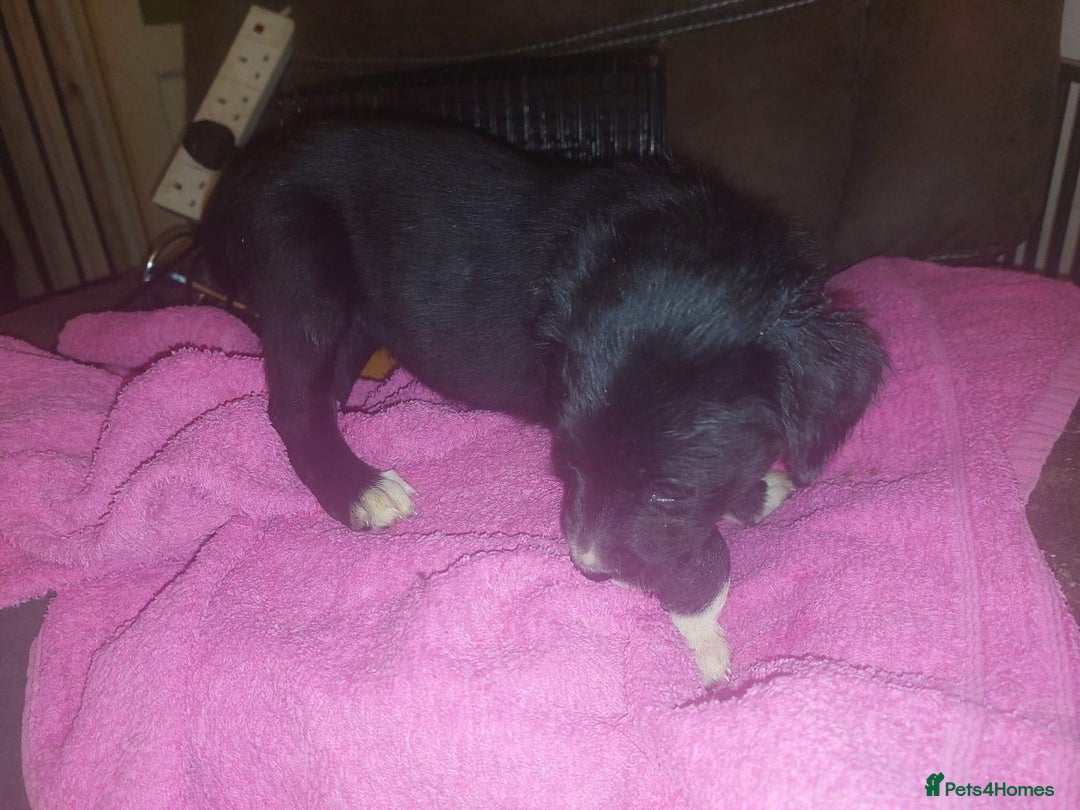 Mixed Breed dogs for sale: Gorgeous puppies  - Advert 8