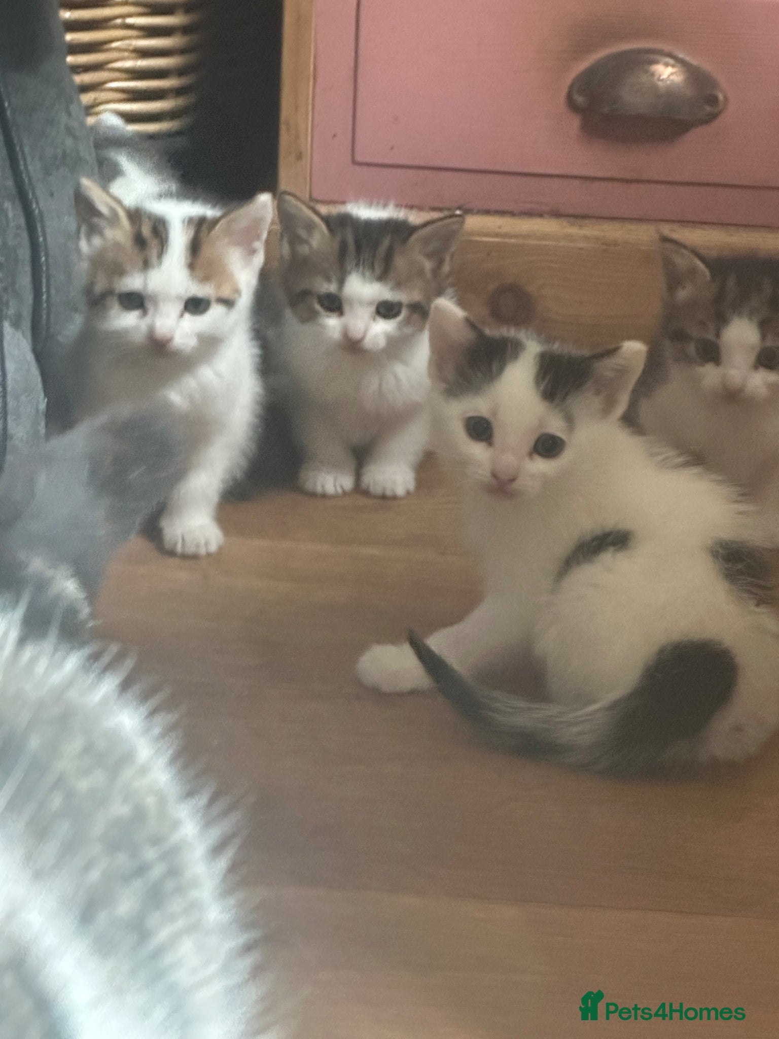 Mixed Breed cats Beautiful kittens ready to go - Advert 17