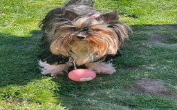 Yorkshire Terrier dogs for sale: York puppies for sale - Image 38