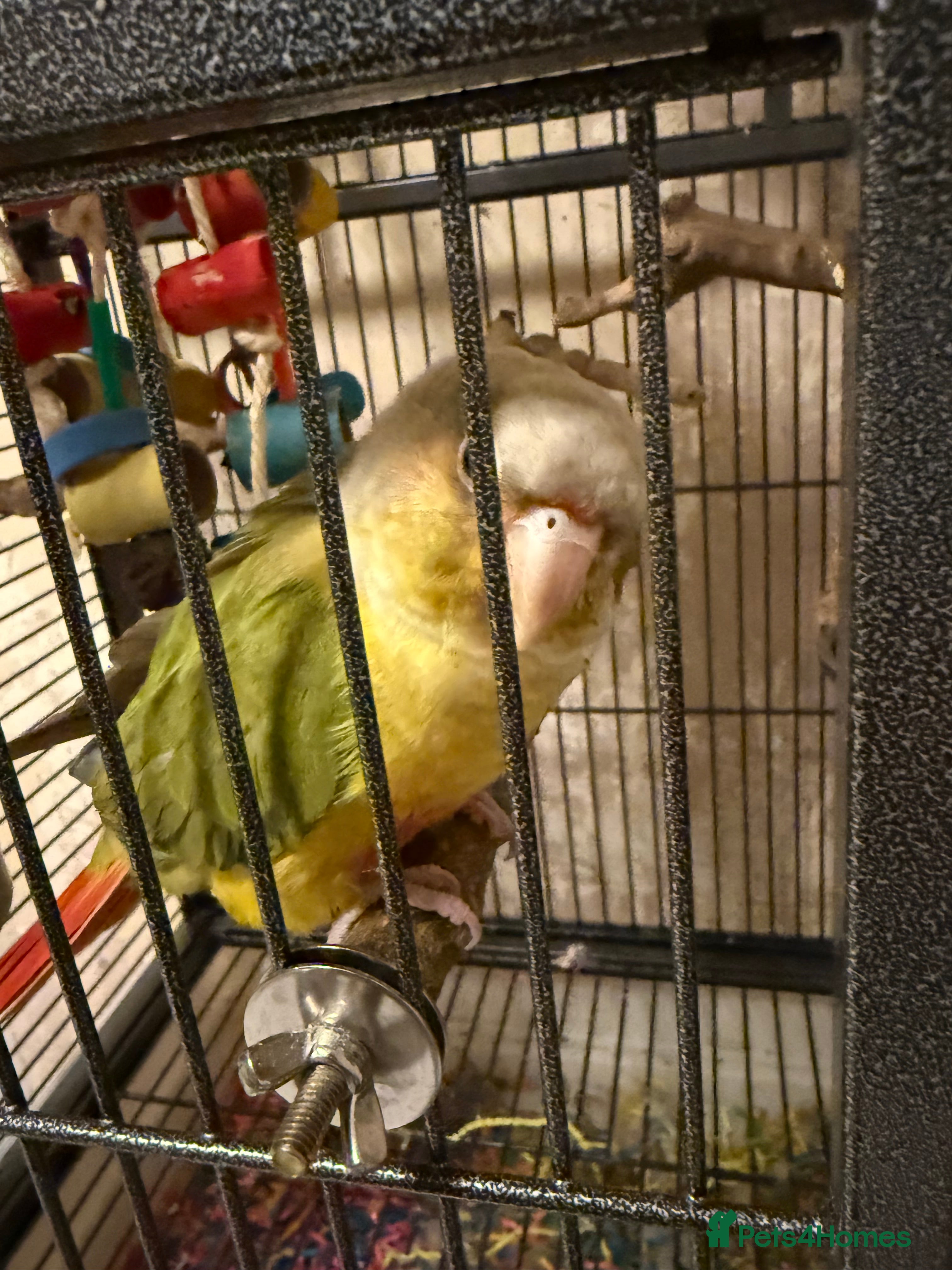 Conures birds Pineapple conure - Advert 5