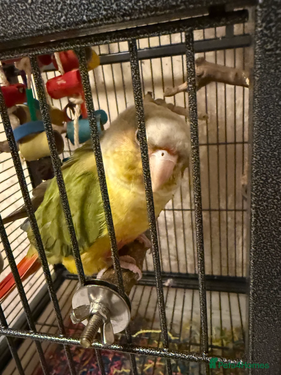 Conures birds for sale: Pineapple conure - Advert 1