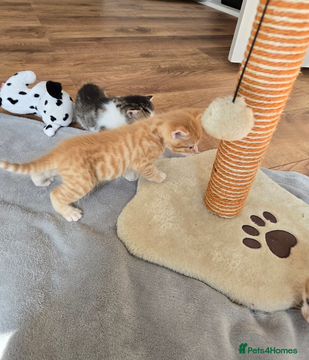 Mixed Breed cats for sale: Beautiful fluffy ginger kittens - Image 4
