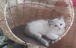Ragdoll cats for sale: RAGDOLLS BOYS BICOLOUR VACCINATED MICROCHIPED  - Image 26
