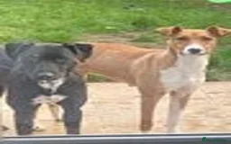 Lurcher dogs for sale: Bull X pups!  - Image 2