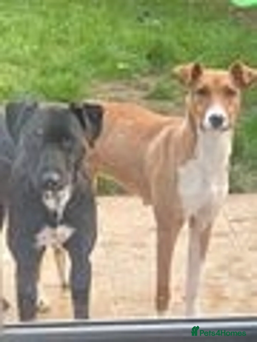 Lurcher dogs for sale: Bull X pups!  - Image 2