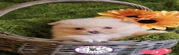Pomeranian dogs for sale: Cream & white pomeranian puppies - Advert 8