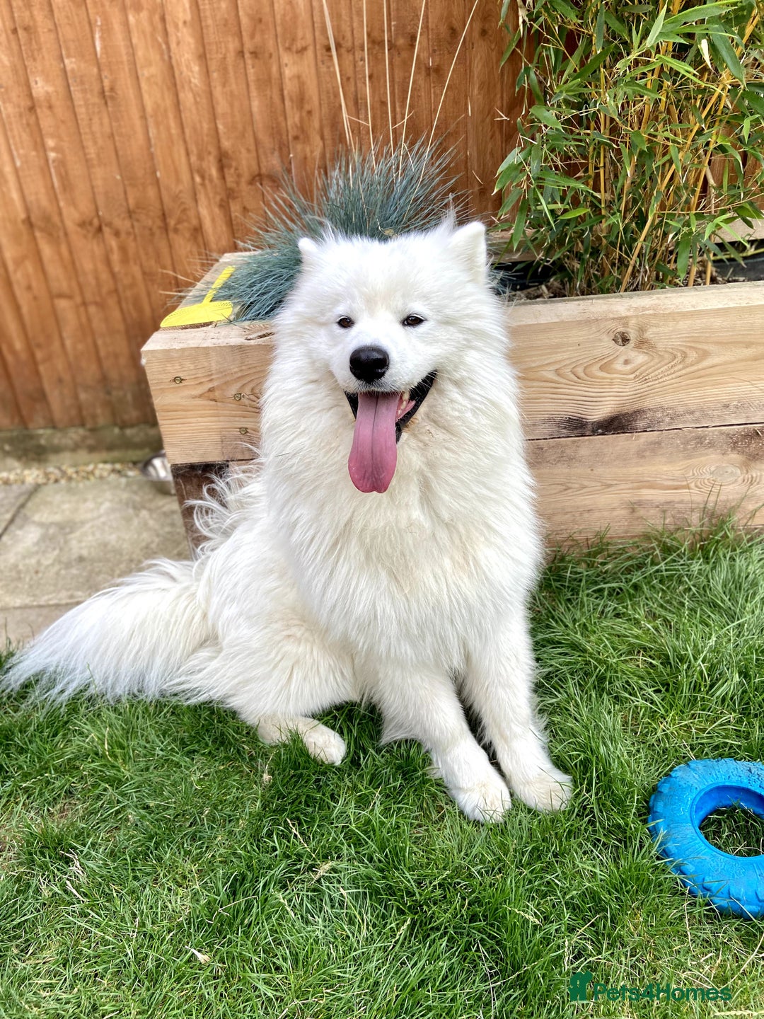 Samoyed dogs for stud: Purebred KC Registered SAMOYED Stud for Breeding  in Reading - Image 2