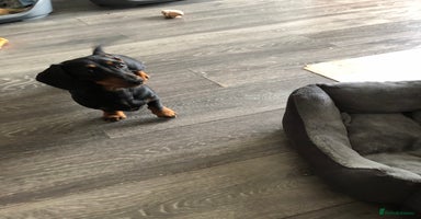 Miniature Dachshund dogs - Advert 13