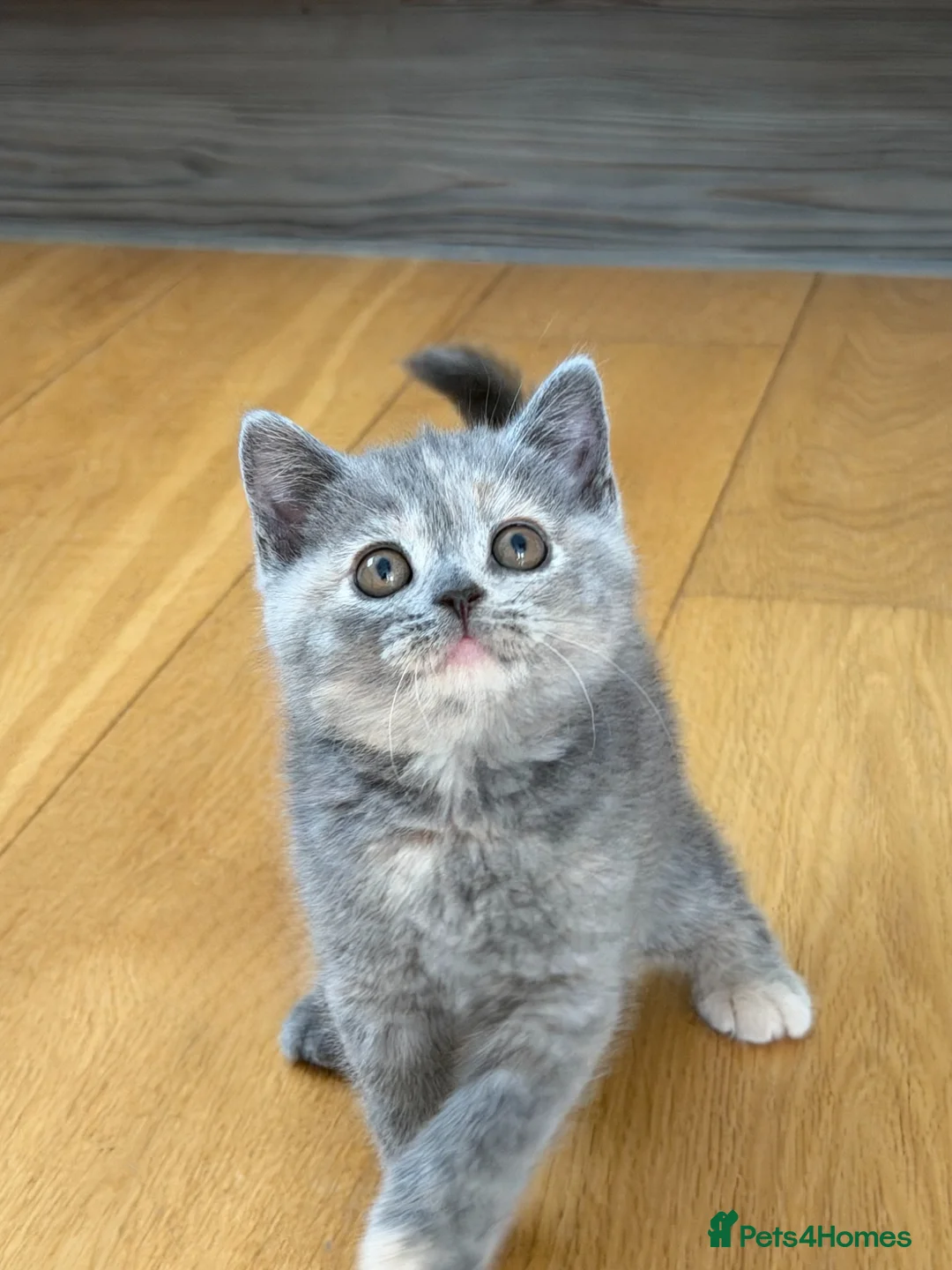 British Shorthair cats for sale: British Shorthair Kittens – Ready Now 🐾 - Advert 2