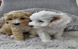 Australian Labradoodle dogs for sale: MINI Australian Labradoodle  in Leicester - Image 2
