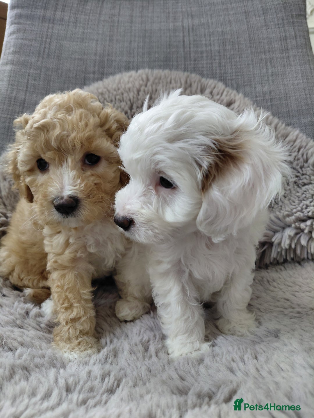Australian Labradoodle dogs for sale: MINI Australian Labradoodle  in Leicester - Image 2