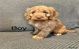 Cockapoo dogs for sale: Cockapoo Puppies F1  - Image 6