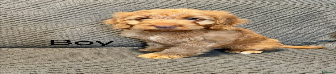 Cockapoo Puppy 2