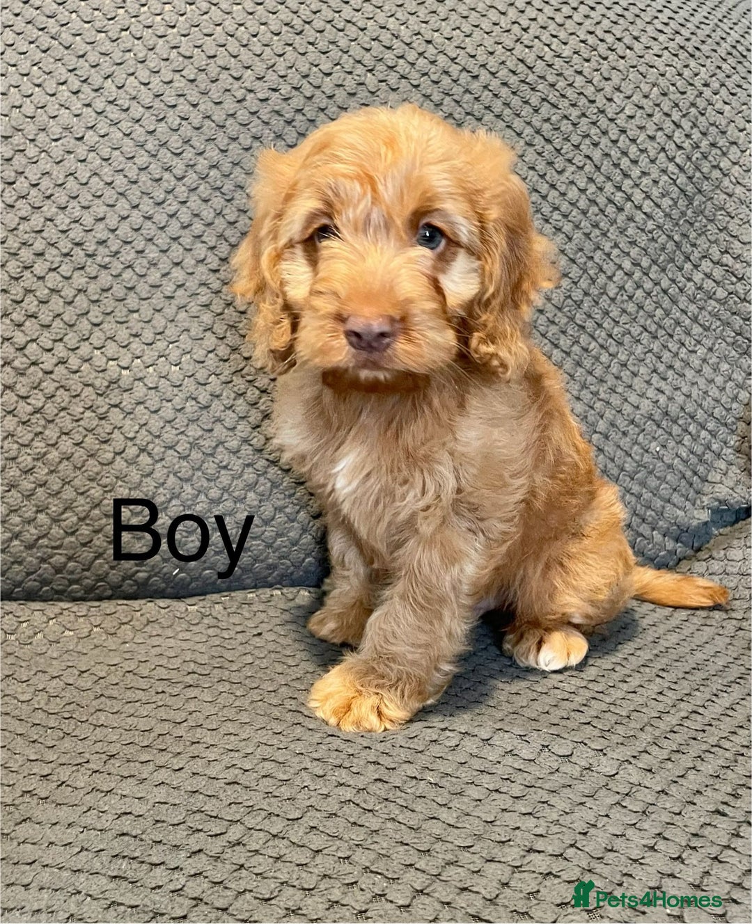 Cockapoo dogs for sale: Cockapoo Puppies F1  - Image 6
