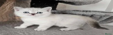 British Shorthair Kitten 5