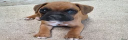 Boxer dogs for sale: Boxer puppies kc registered 5 star council licence - Advert 13