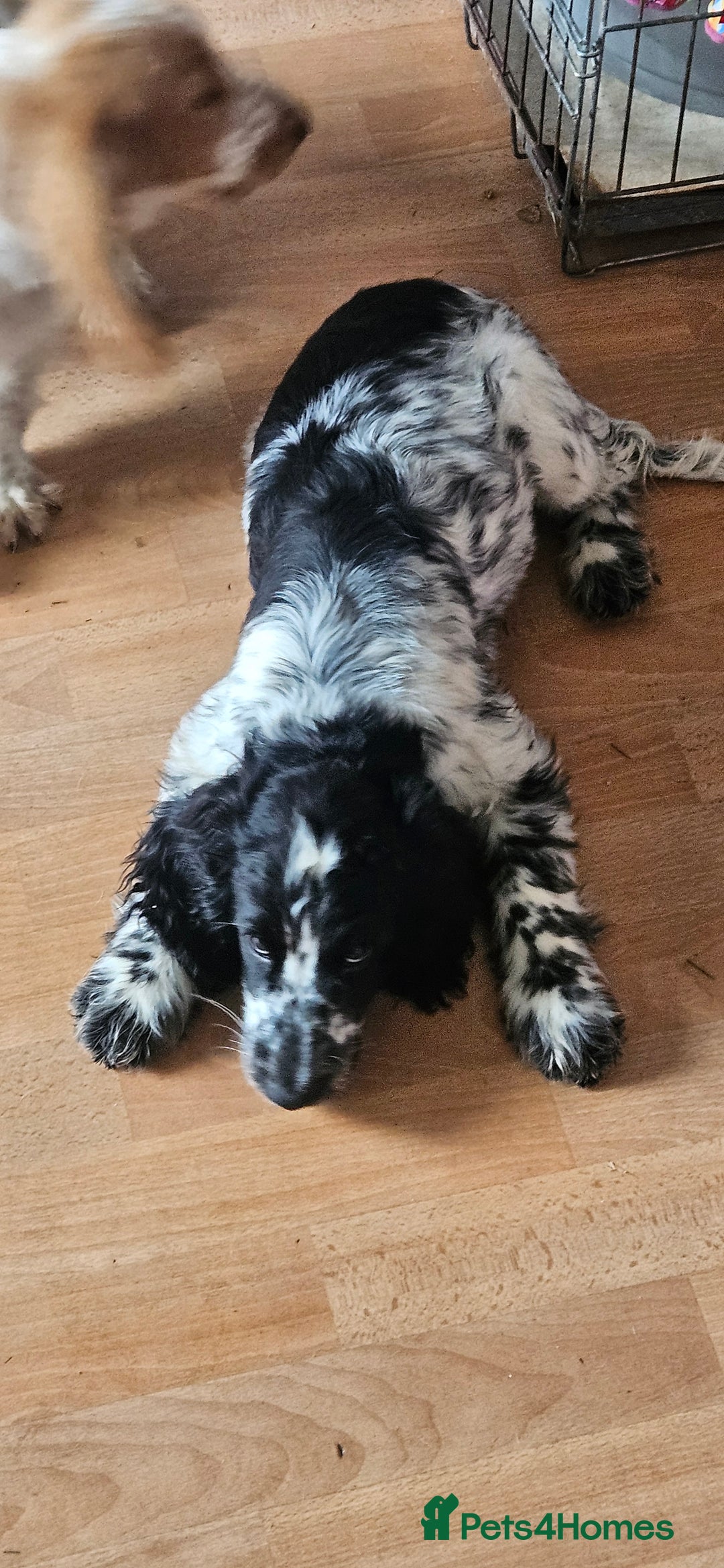 Cocker Spaniel dogs for sale: Show cocker pups - Image 2