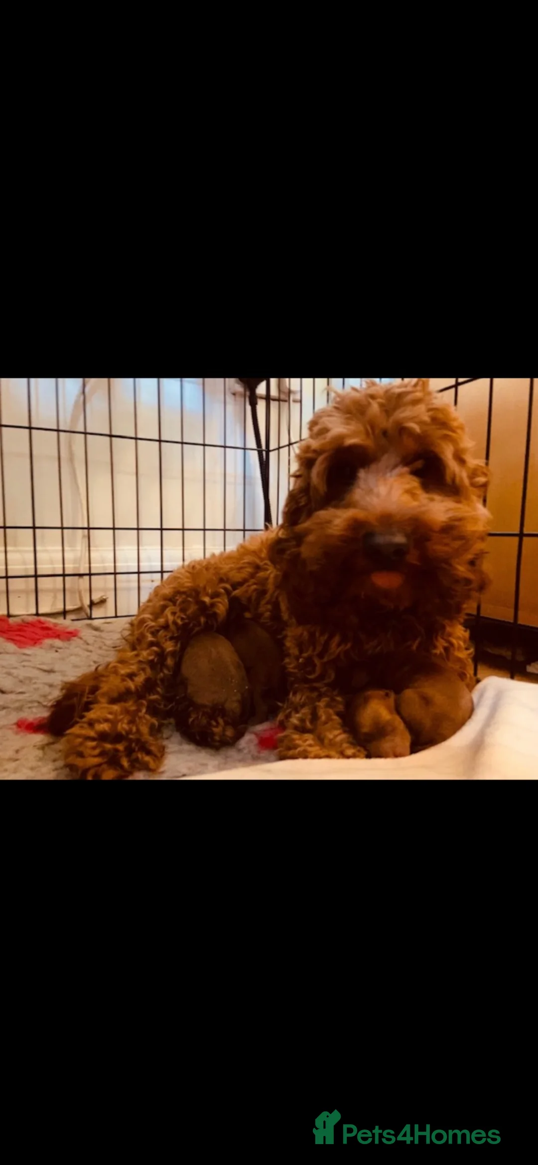 Cockapoo dogs for sale: COCKAPOOS TOY SIZE FOX RED show type lines - Advert 2