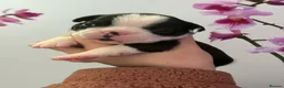 Boston Terrier dogs for sale: Beautiful litter of KC Boston Terrier Puppies -  - Advert 5