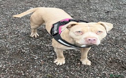 Mixed Breed dogs for sale: American bully cross - Image 11