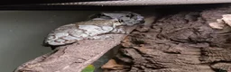 Frog reptiles for sale: Amazon milk frogs - Advert 2