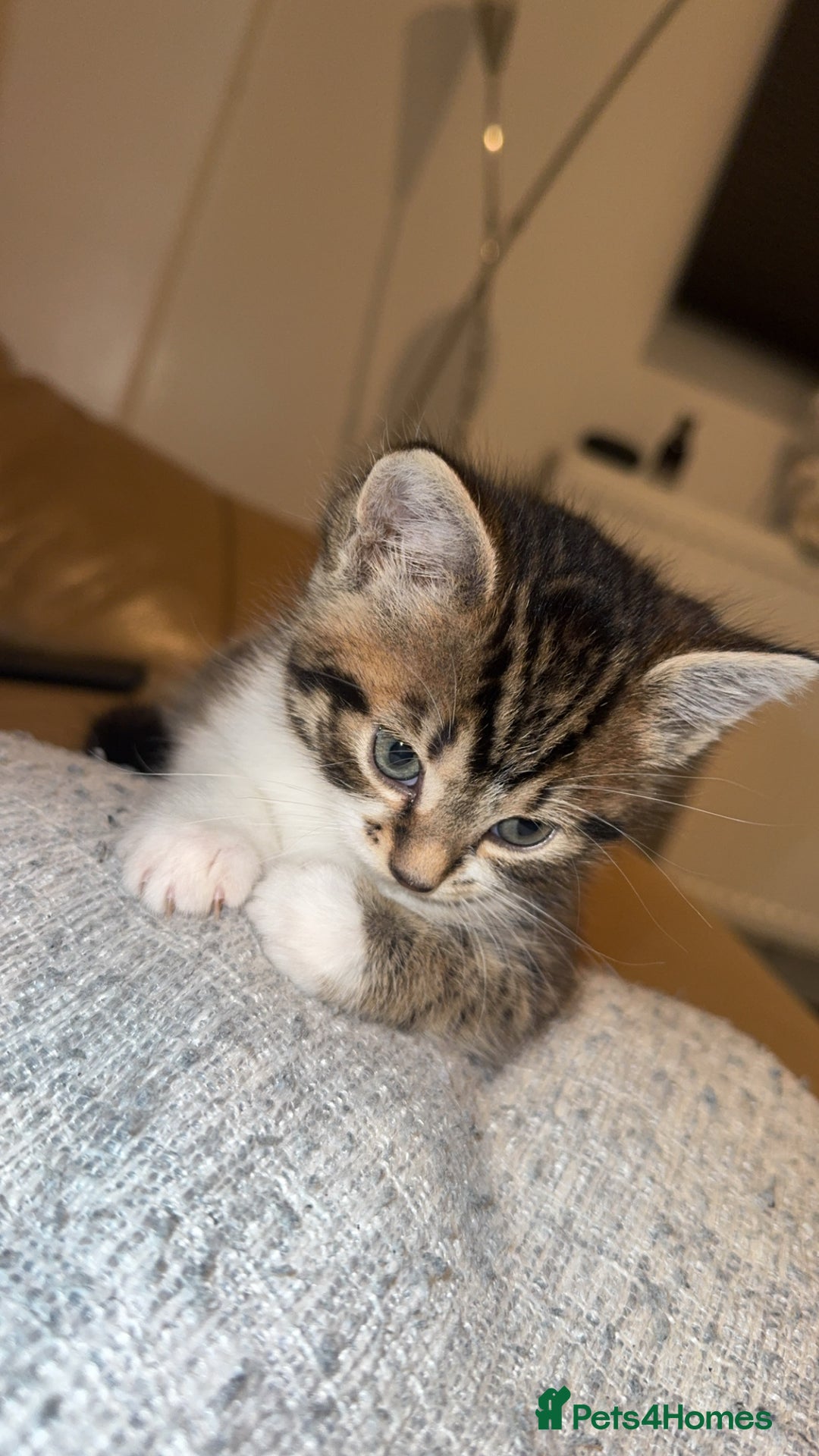 Mixed Breed cats for sale: Adorable male kittens - Advert 4