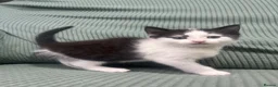 Mixed Breed cats for sale: Kittens ready to go to their forever home  in Maldon - Advert 5