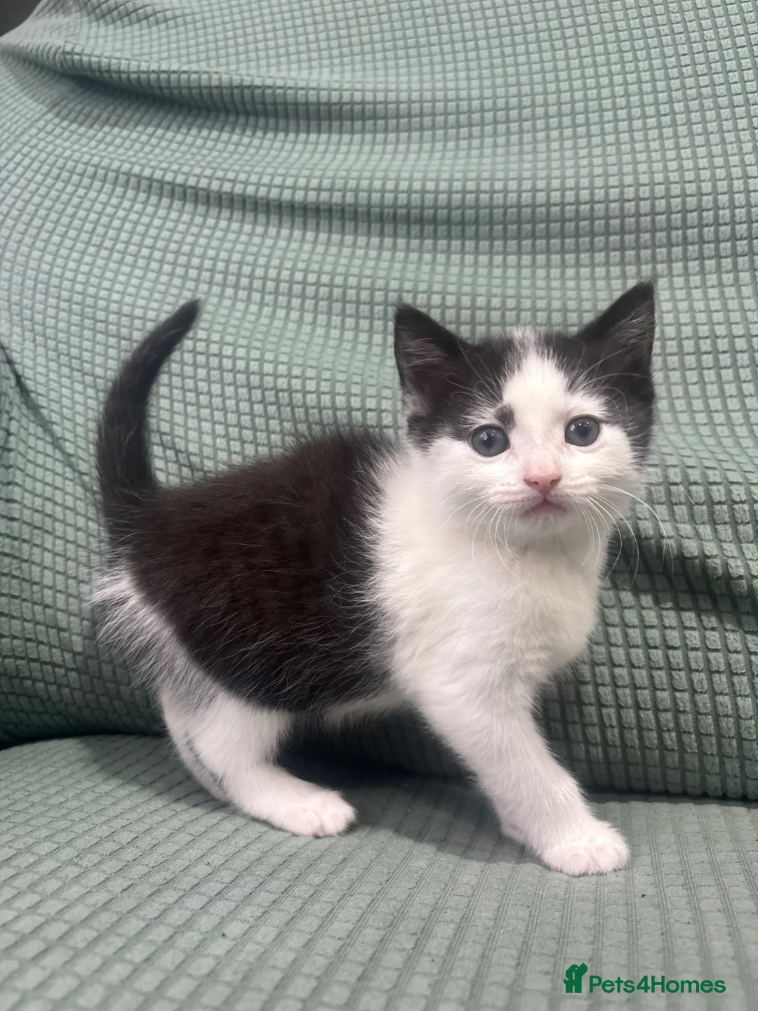 Mixed Breed cats for sale: Kittens ready to go to their forever home  in Maldon - Advert 5