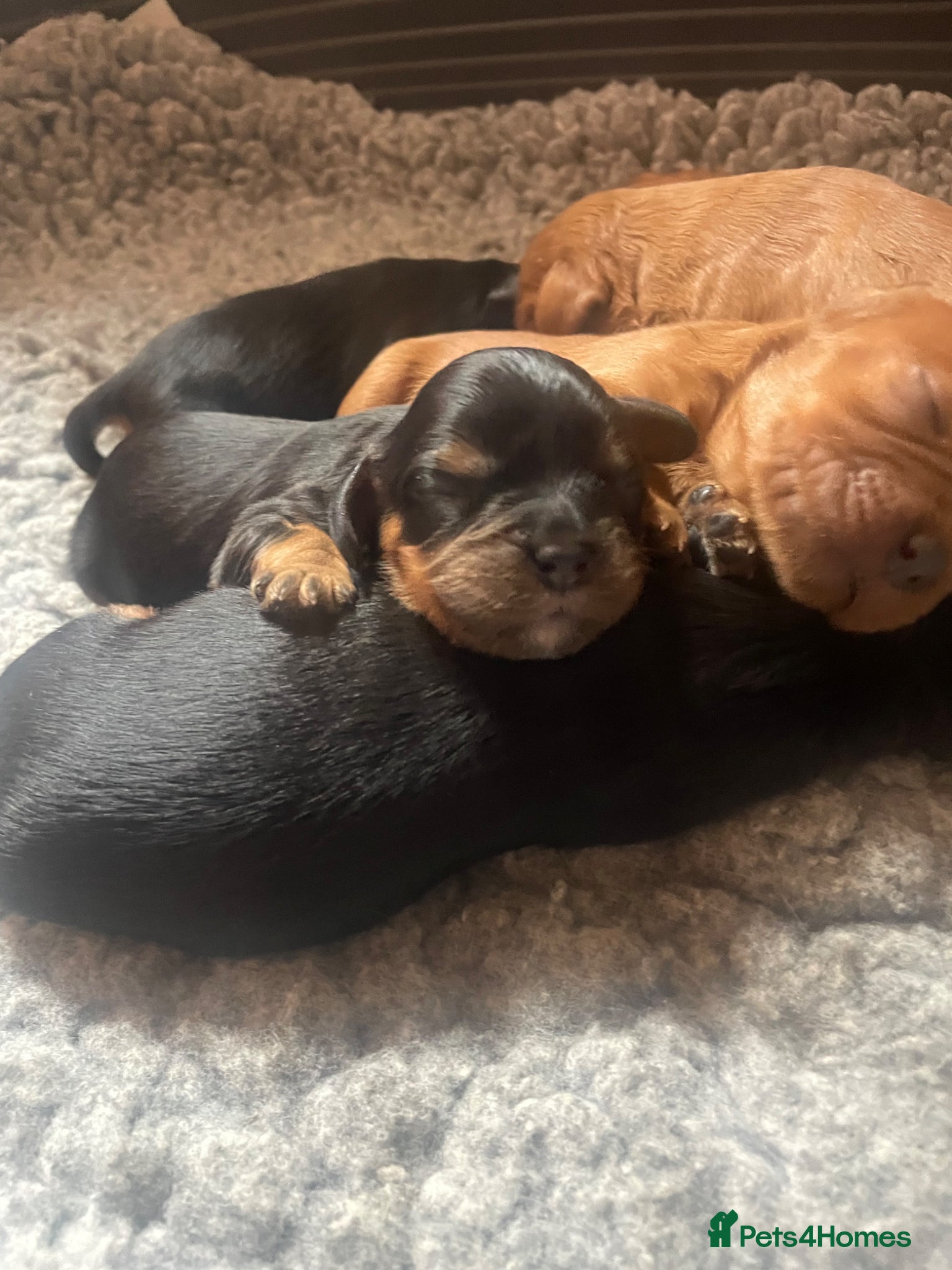 Cavalier King Charles Spaniel dogs King Charles cavalier babies  - Advert 2