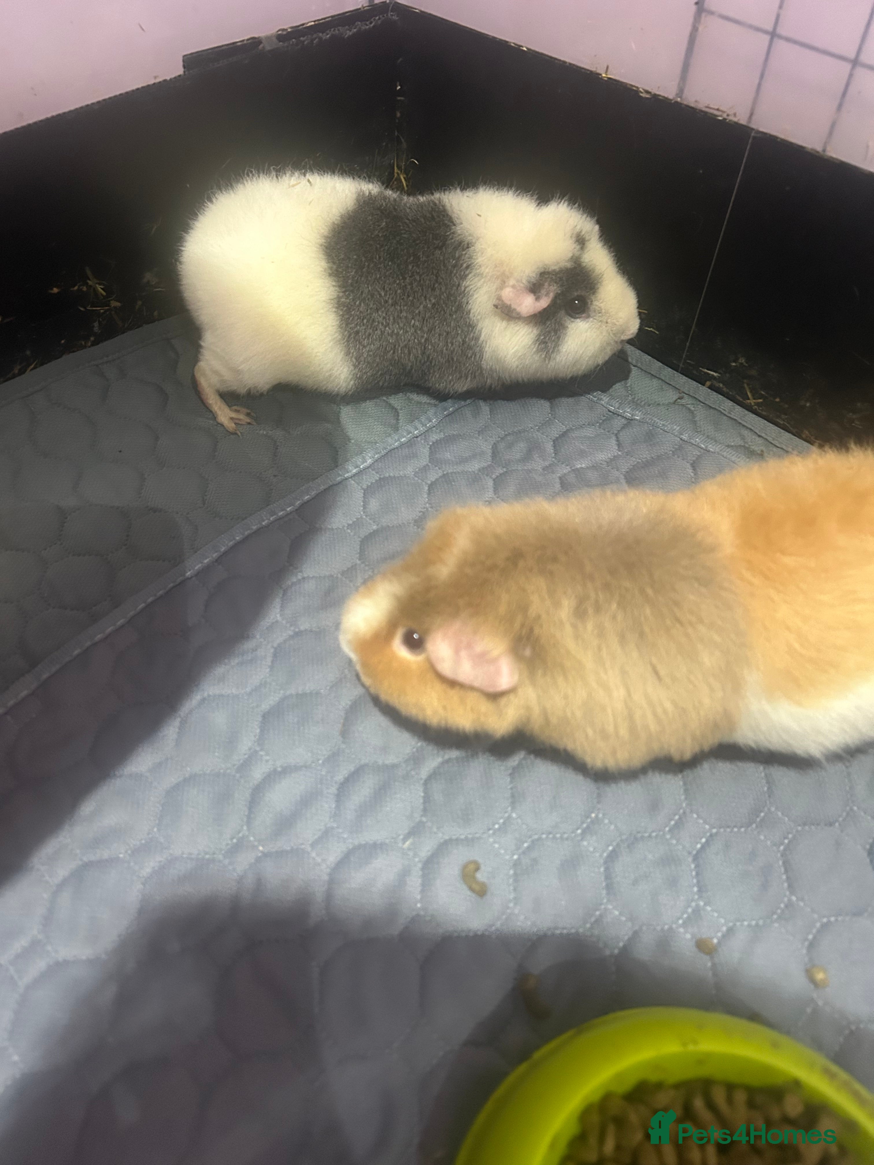 Guinea Pig rodents Two female guinea pigs needing a loving home  - Advert 2