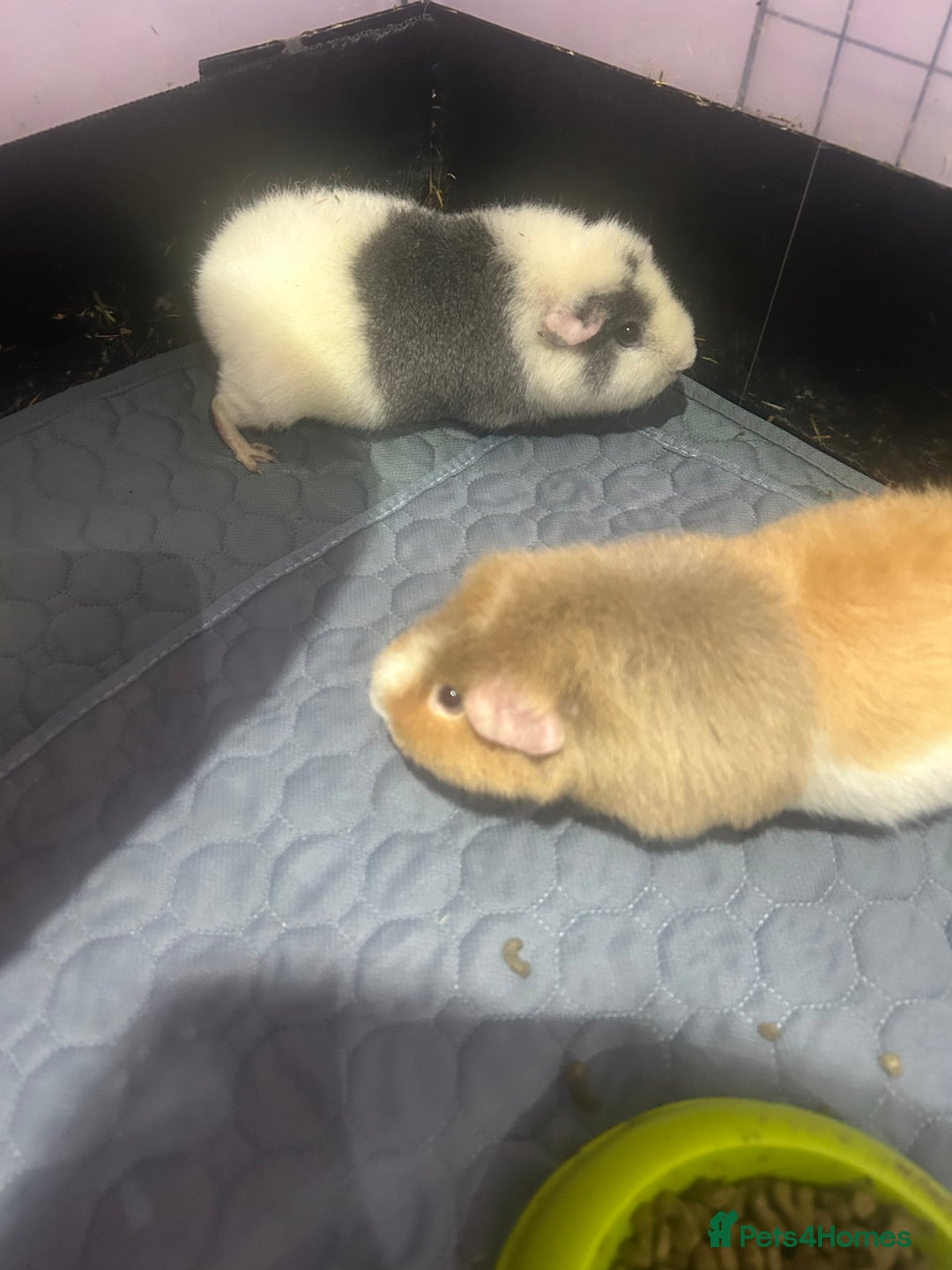 Guinea Pig rodents for sale: Two female guinea pigs needing a loving home  - Advert 1