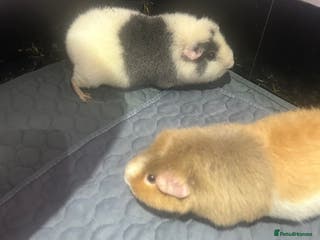 Guinea Pig rodents Two female guinea pigs needing a loving home - Advert 1