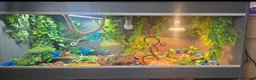 Python Snake reptiles for sale: Special pastel leopard pied & vivarium  in Spalding - Advert 7