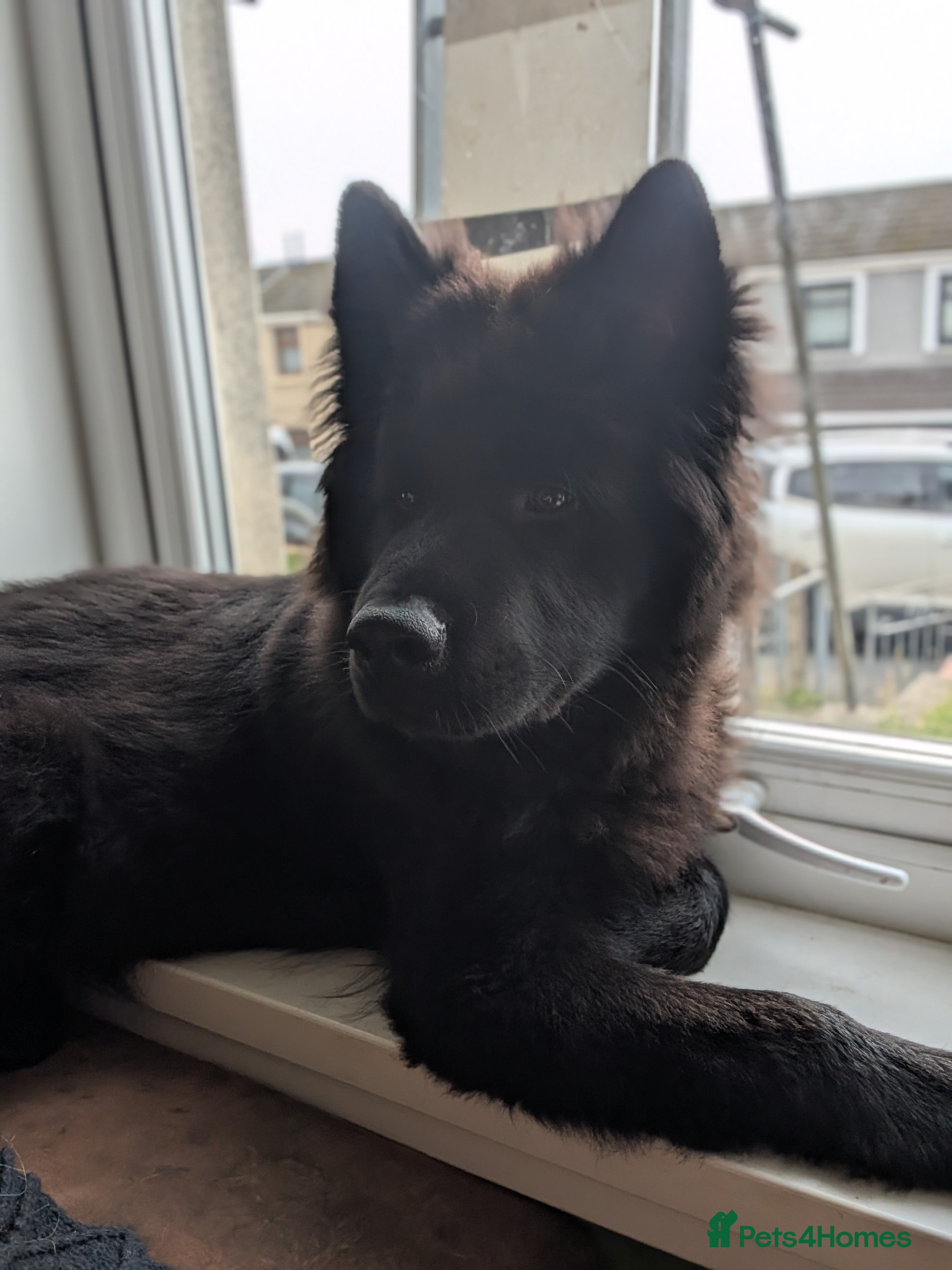 Mixed Breed dogs Male chow  - Advert 1