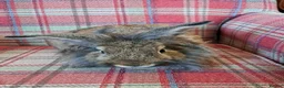 Mini Lion Lop rabbits for sale: Adorable Mini Lion Lop Rabbits🐇🩷 - Advert 4