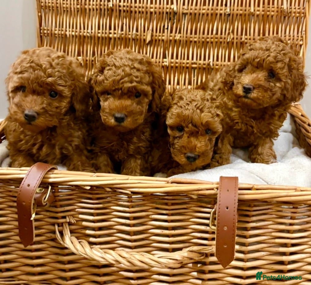 Toy Poodle dogs Tiny dark red Toy poodles - Advert 1