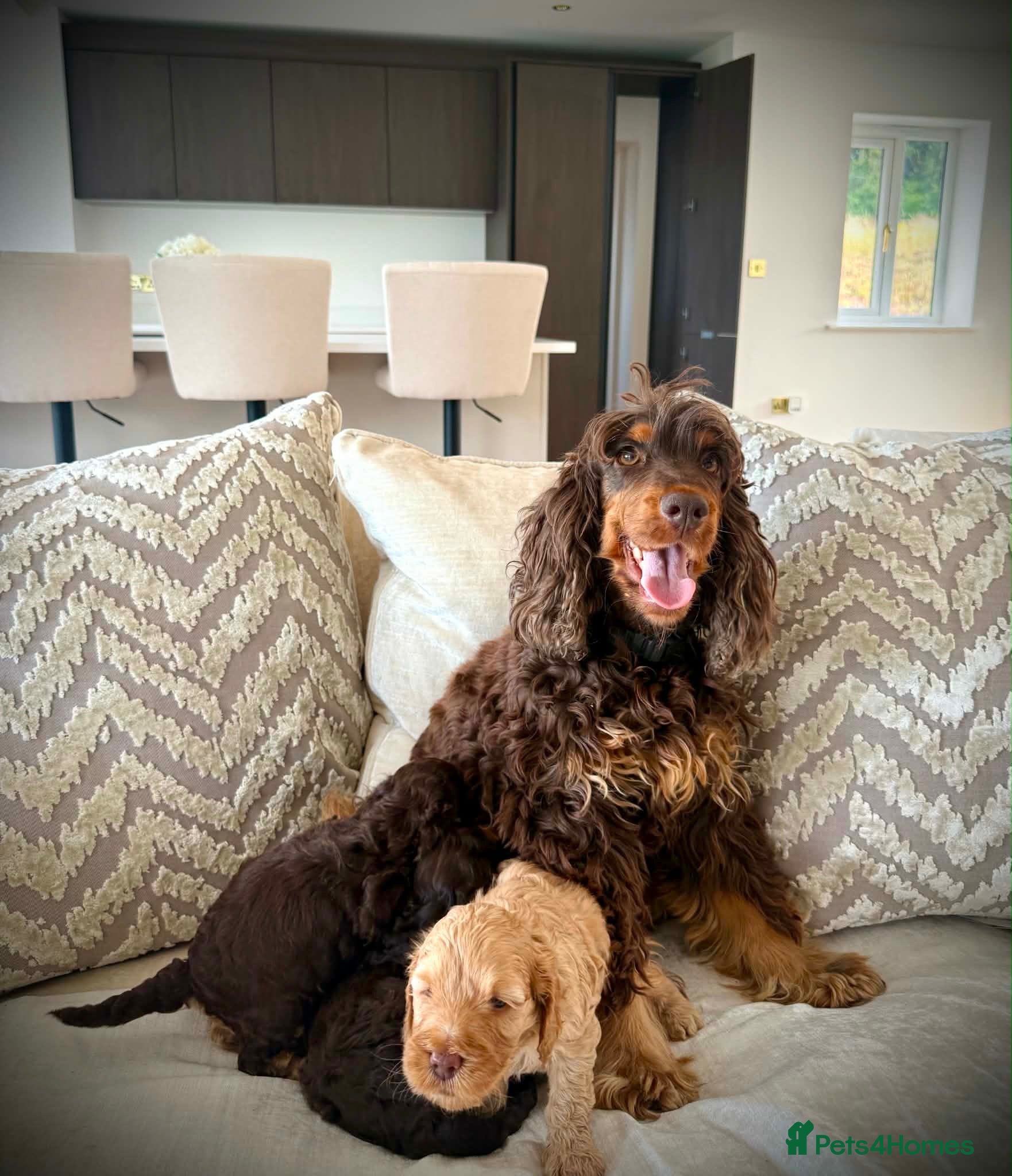 Cockapoo dogs Rare chocolate and tan pointed cockapoos - Advert 2