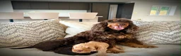 Cockapoo dogs for sale: Rare chocolate and tan pointed cockapoos - Advert 2