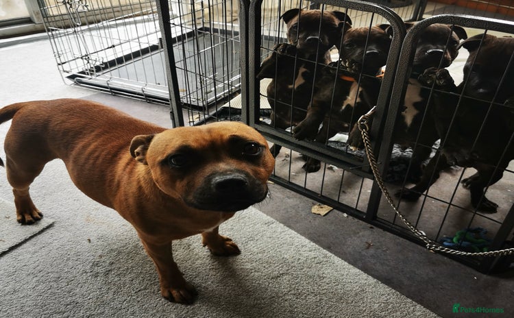 Staffordshire Bull Terrier dogs - Advert 4