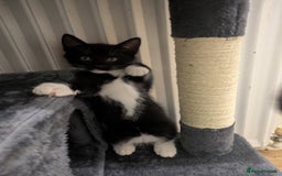Mixed Breed cats for sale: Cute Kittens for Sale – Ready for Loving Homes 🐱 - Image 2