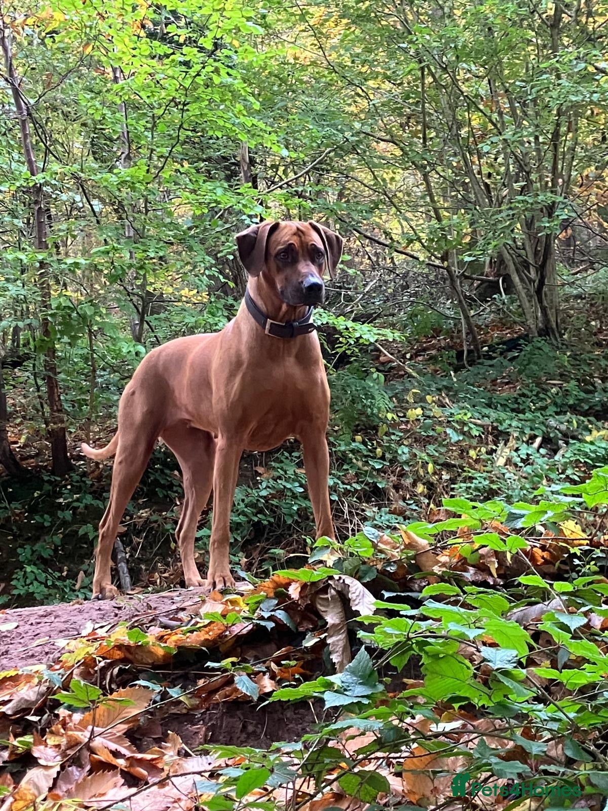 Rhodesian Ridgeback dogs for sale: 4th Generation, KC Registered, Exceptional Litter - Advert 1