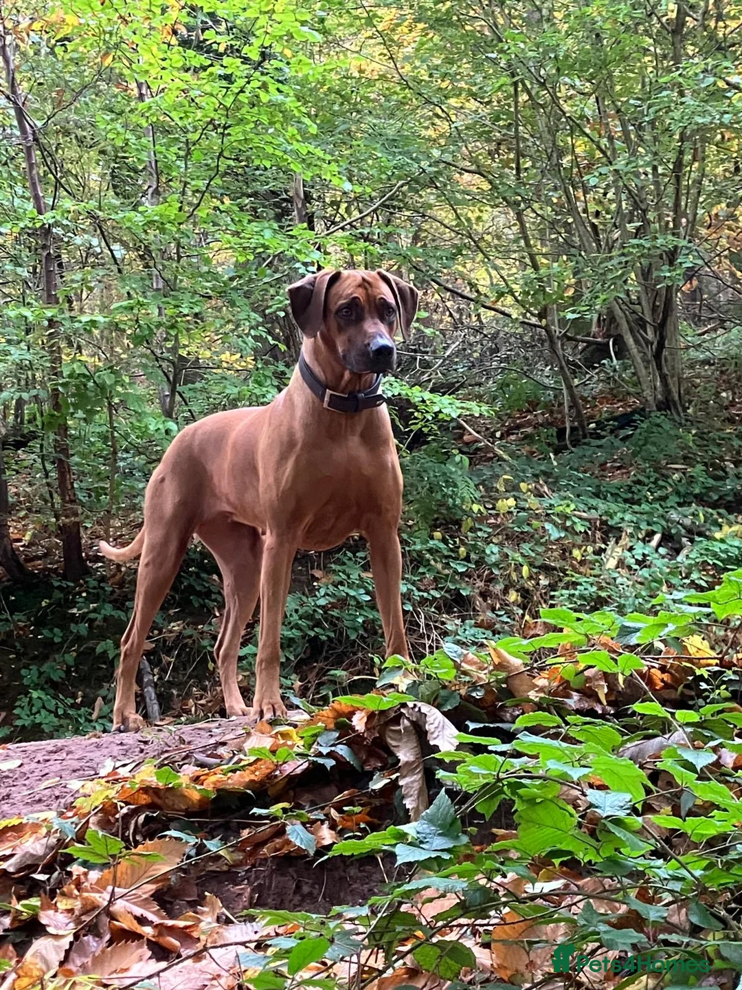 Rhodesian Ridgeback dogs for sale: Rhodesian Ridgebacks: Exceptional, 4th Generation - Advert 1