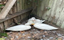 Mixed Breed birds for sale: white call ducks - Image 3
